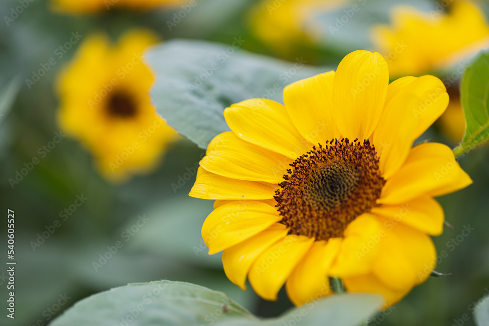Close-up of sunflower in the wind in sunflowers field