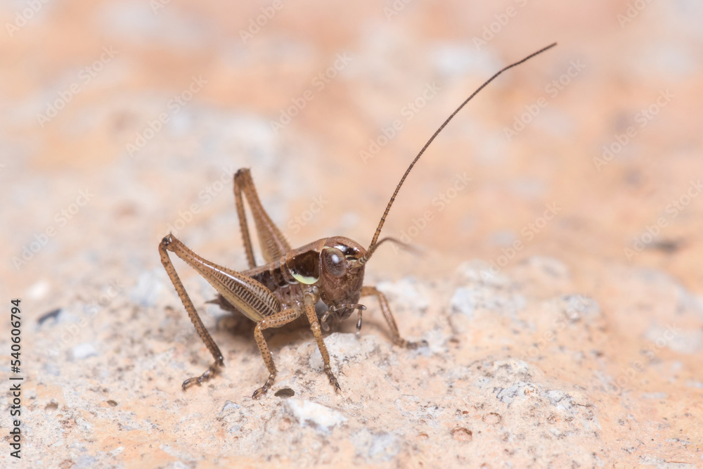 Young bush cricket, Platycleis sp., posed on a concrete wall under the sun Young bush cricket, Platycleis sp., posed on a concrete wall under the sun