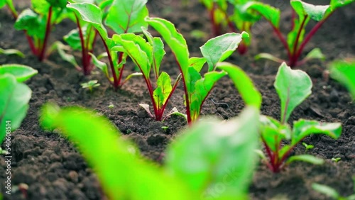 Wallpaper Mural Young sprouts of red beets grow in the soil on a garden bed close-up on a blurred background. Growing root crops on a plantation. Smooth camera movement. Beautiful well-groomed garden without weeds Torontodigital.ca