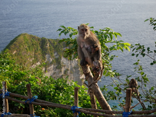 Photography A monkey and her baby in Nusa Penida Bali Indonesia