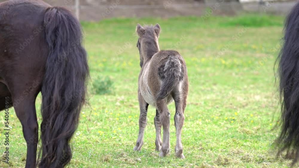 Rear View Of Shetland Pony Foal Wagging Its Tail In The Farm. - wide Rear View Of Shetland Pony Foal Wagging Its Tail In The Farm. - wide