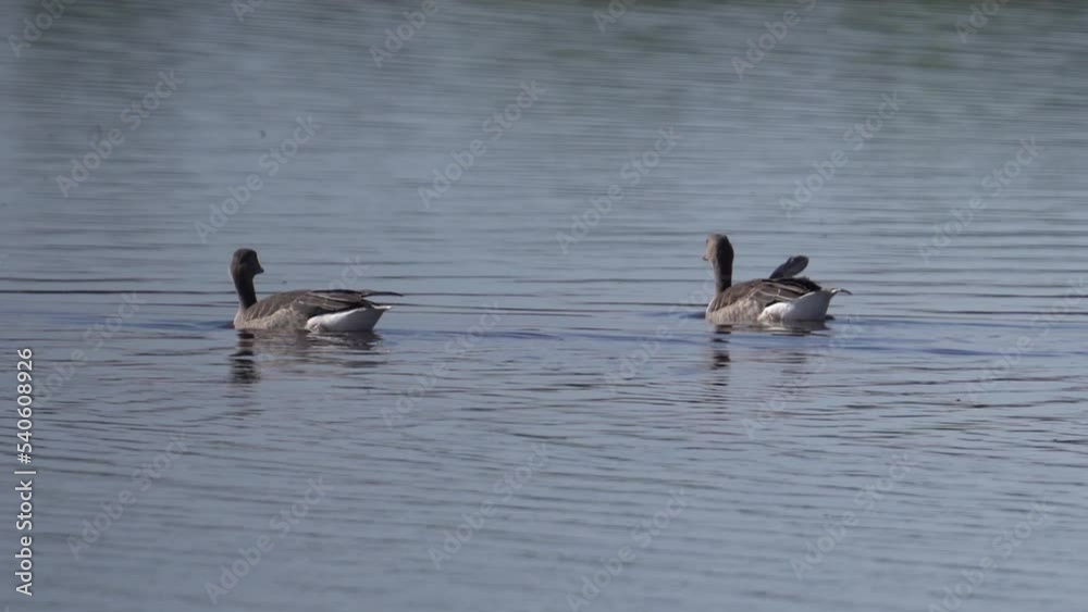Greylag Geese Swimming In The Lake. - slider Greylag Geese Swimming In The Lake. - slider