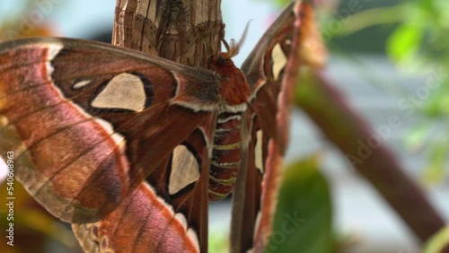 Newly Hatched Atlas Moth On The Tree Branch Flapping Its Wings To Dry. - close up photo