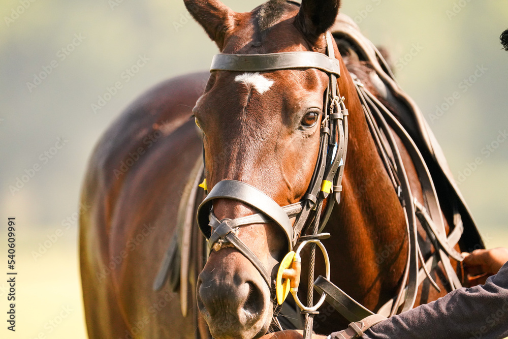 Obraz premium polo horse is ready for the game