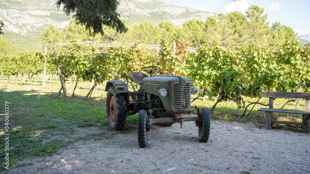 Fototapeta premium An old tractor sits in a vineyard in Croatia's wine country. 