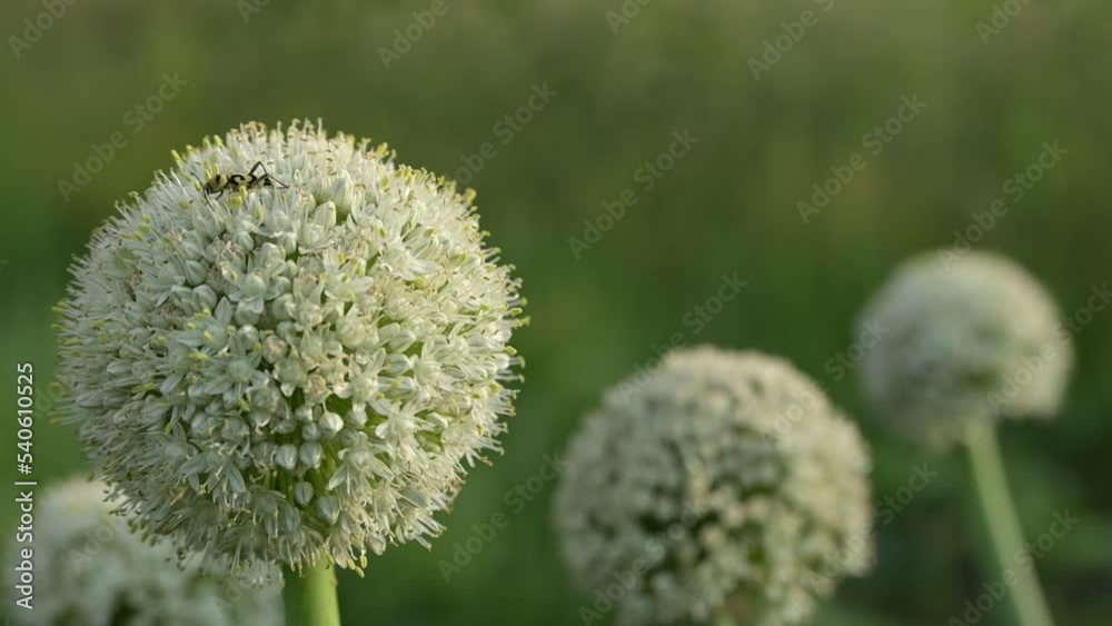 blooming onion alium flower head in the garden natural field farm gardening, Agricultural Green onions in slow motion blooming onion alium flower head in the garden natural field farm gardening, Agricultural Green onions in slow motion