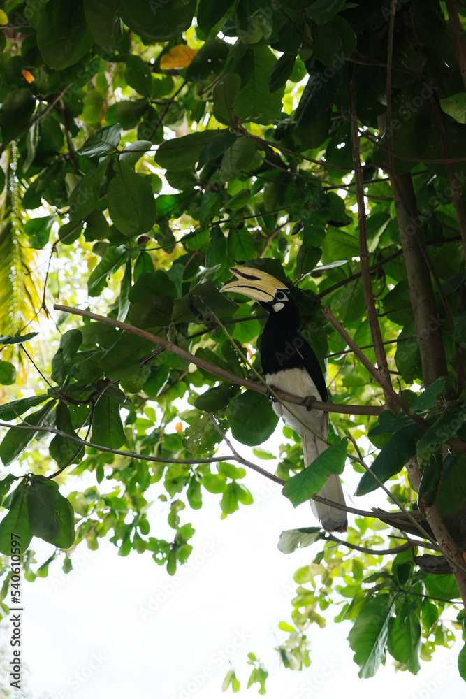 The oriental pied hornbill is an Indo-Malayan pied hornbill, a large canopy-dwelling bird belonging to the family Bucerotidae The oriental pied hornbill is an Indo-Malayan pied hornbill, a large canopy-dwelling bird belonging to the family Bucerotidae