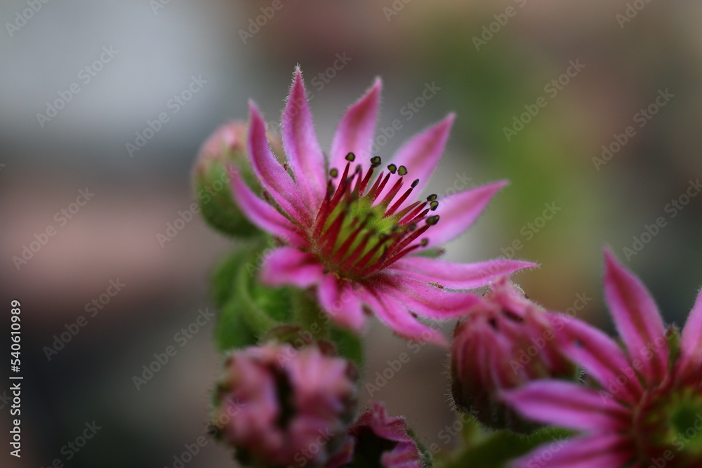 Rojnik Weberianum Sempervivum Rojnik Weberianum Sempervivum