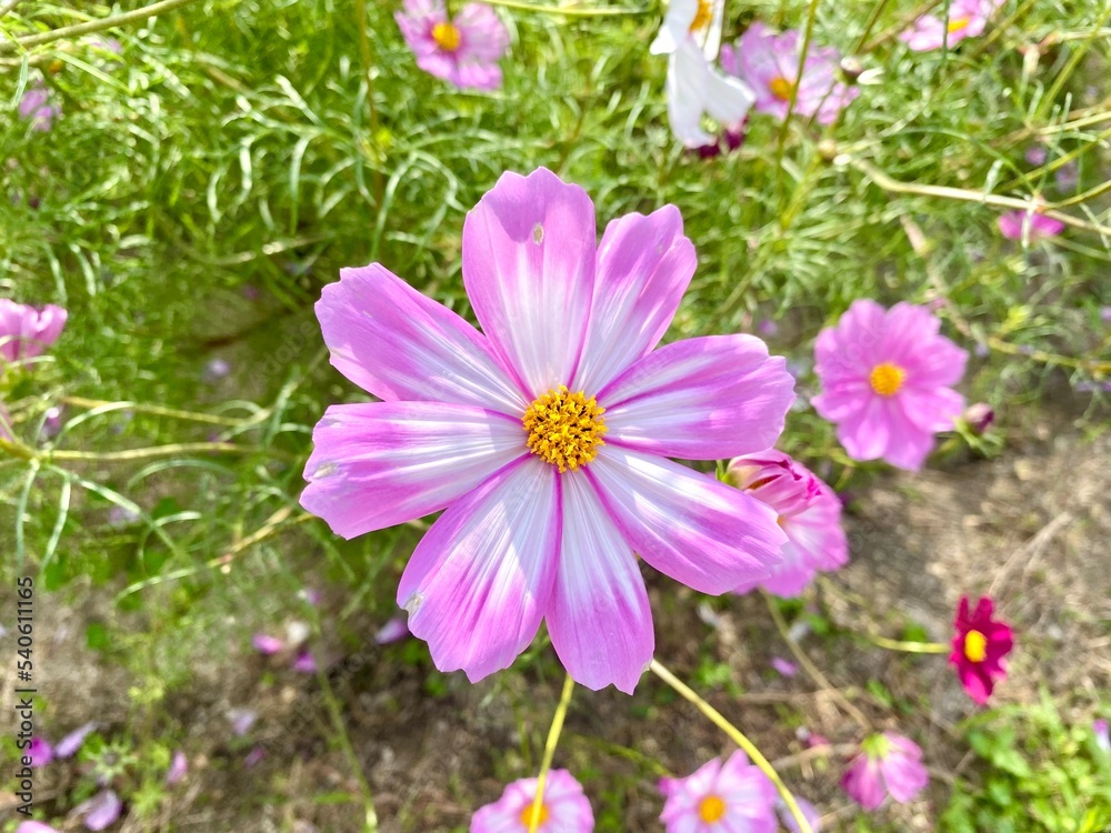 【秋の花】コスモス あかつき