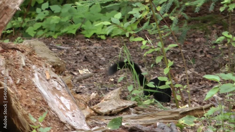 Black squirrel jumping on the ground
Black squirrels are the result of an abnormal pigment gene, 2021
Black squirrel jumping on the ground
Black squirrels are the result of an abnormal pigment gene, 2021