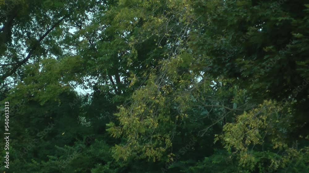 Autumn forest fall in Canada
Steady long shot of trees in Autumn, Canada, 2021
Autumn forest fall in Canada
Steady long shot of trees in Autumn, Canada, 2021