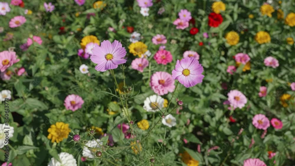 Beautiful Cosmos flowers blooming in the nature and moving by the wind. Cosmos are annual flowers with colorful, daisy-like flowers, 4k slow motion footage close up view. Beautiful Cosmos flowers blooming in the nature and moving by the wind. Cosmos are annual flowers with colorful, daisy-like flowers, 4k slow motion footage close up view.
