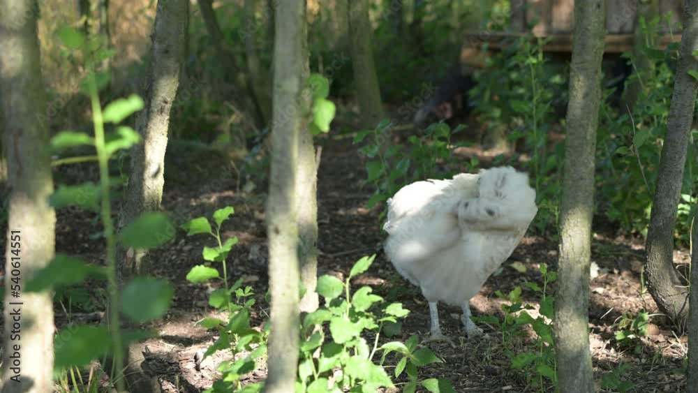 chicken white living free in woods permaculture underwood off grid village 