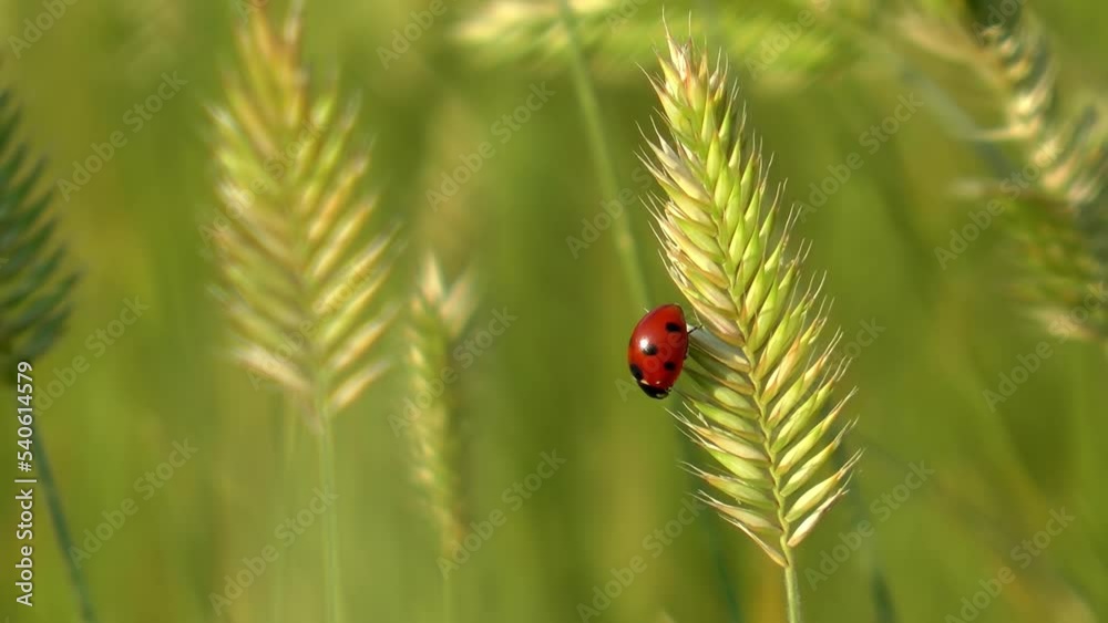 seven-spotted ladybug on leaf
Close shot from Banff national park Canada, 2021
seven-spotted ladybug on leaf
Close shot from Banff national park Canada, 2021
