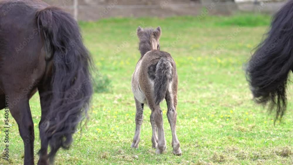 Rear View Of Shetland Pony Family, Foal And Parents - Slow Motion Rear View Of Shetland Pony Family, Foal And Parents - Slow Motion
