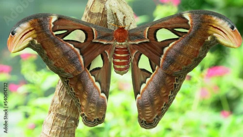 Newly Colorful Hatched Atlas Moth (Attacus Atlas) Against a Lush Vegetation Background photo