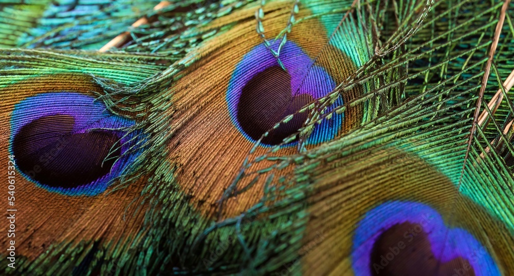 Fototapeta premium Beautiful peacock feather or peafowl feather. Bird feather, colorful feather, feather texture. Feathers in full frame. Beautiful amazing natural background. Pretty feathers. Spring summer background.