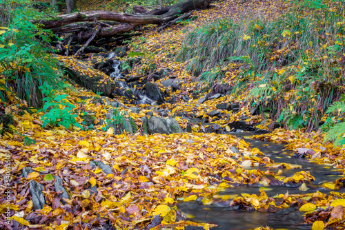 Autumn forest scene with colored foliage and flowing water between rocks