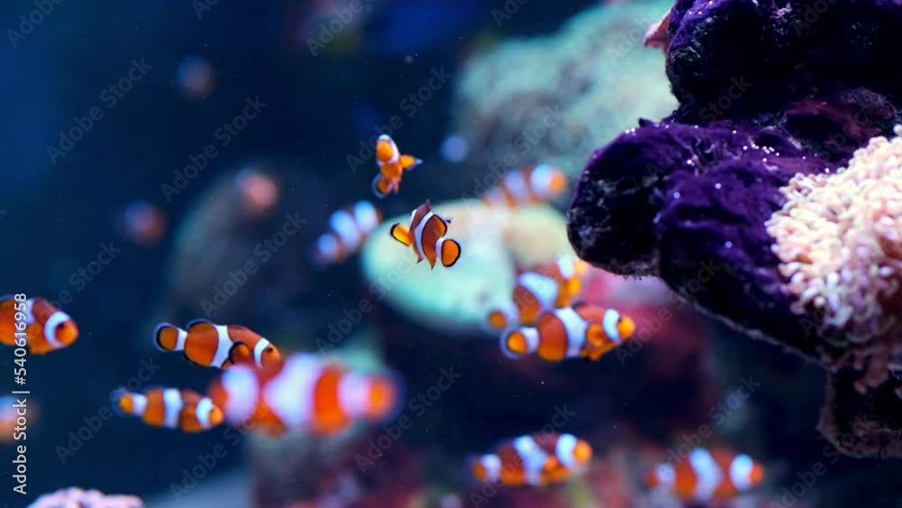 Tropical clownfish swimming in the green anemone. Nemo and anemone. Underwater nemo fish footage of the wildlife on the coral reef.