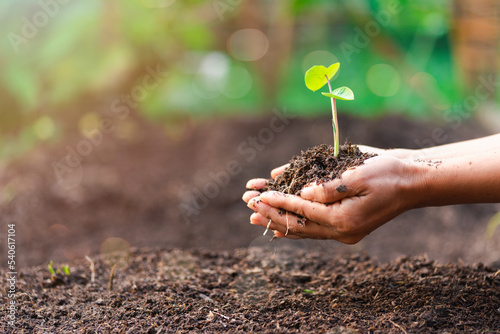Obraz na plátně woman's hand with a tree She is planting, environmental conservation concept Protect and preserve resources plant trees to reduce global warming use renewable energy conservation of natural forests