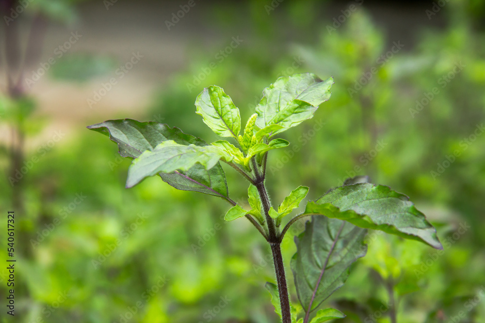 Thai green basil plants organic eco farm in thailand.