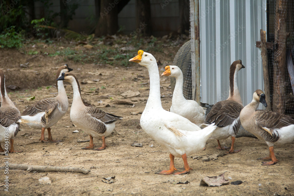 Flock of geese are walking.Geese go down the trail.White domestic geese are walking. Geese on a farmyard. Flock of geese are walking.Geese go down the trail.White domestic geese are walking. Geese on a farmyard.