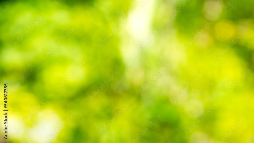 Bright sunlight natural gradient background,Abstract green blur background, Nature view of green leaf on blurred greenery background in garden. Bright sunlight natural gradient background,Abstract green blur background, Nature view of green leaf on blurred greenery background in garden.