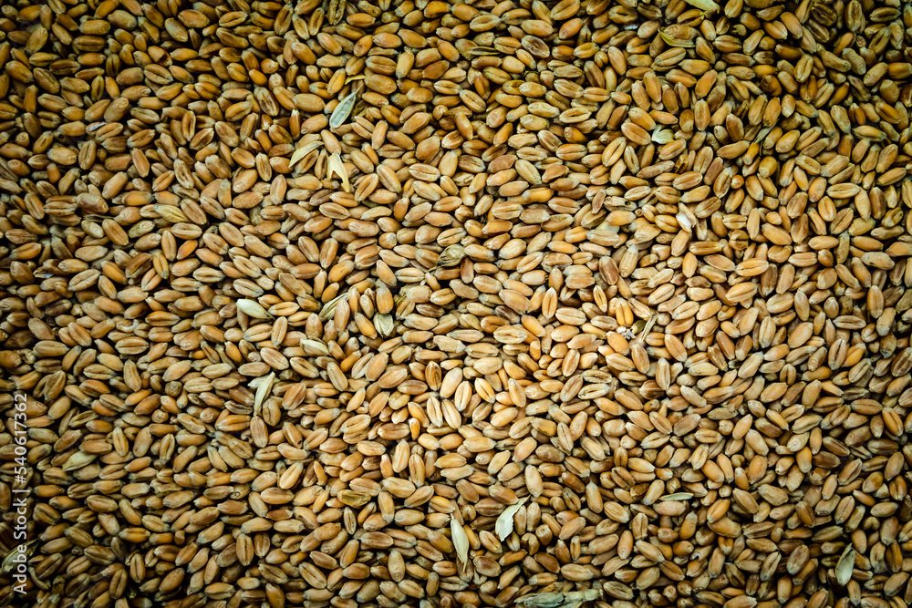 Obraz premium Grains de blé en arrière plan