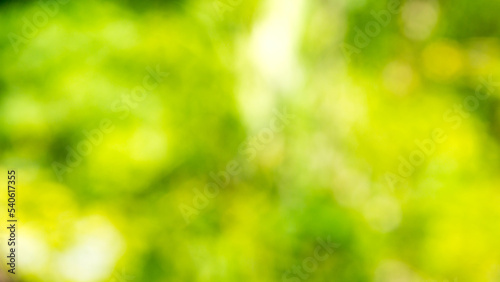 Bright sunlight natural gradient background,Abstract green blur background, Nature view of green leaf on blurred greenery background in garden.