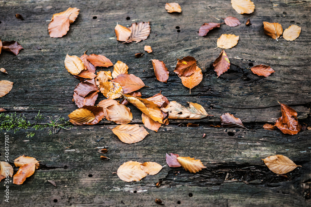 Autumn leaves on old wet wood Autumn leaves on old wet wood