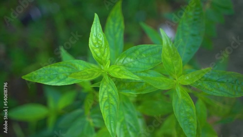 A variety of medicines are prepared from Andrographis Paniculata leaf or kalmegh. photo