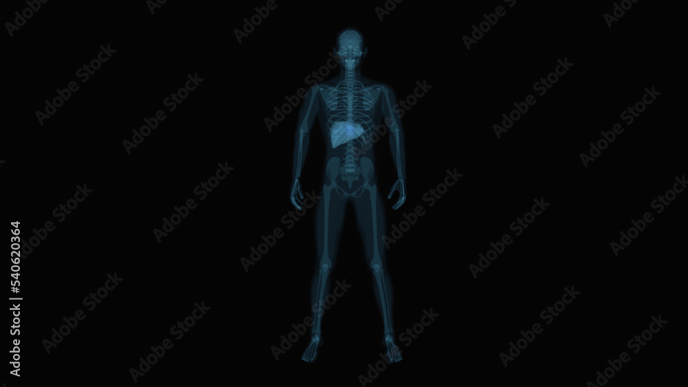 Abstract 3D anatomy of the digestive system Abstract 3D anatomy of the digestive system