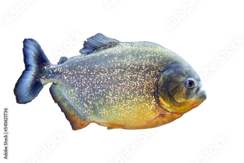 Pacu fish piranha. Colossoma macropomum on white background. Captive occurs in South America