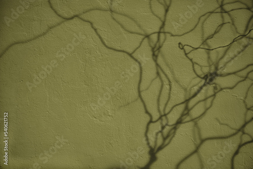 Abstract willow branches shadow on olive green concrete wall texture. Abstract trendy nature concept background. Copy space for text overlay, poster mockup flat lay 