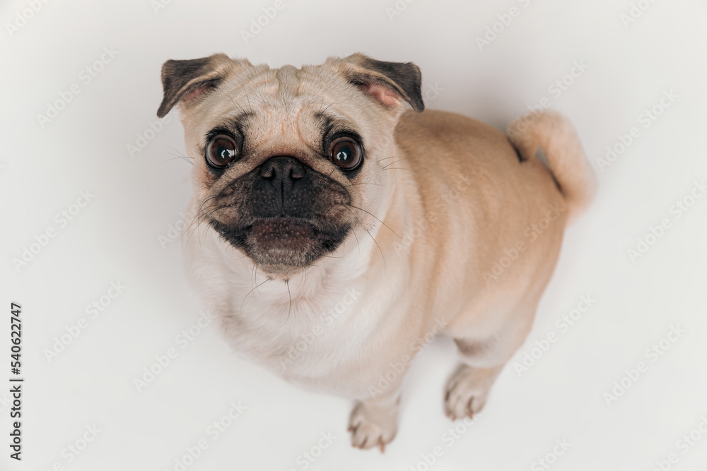 top view of cute pug puppy looking up with his big eyes