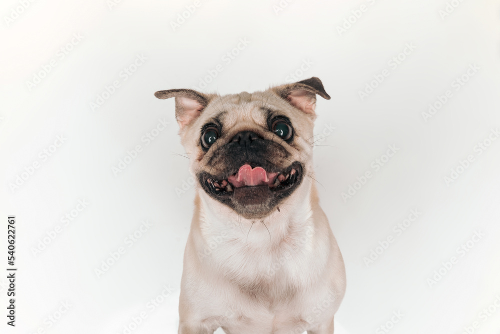 funny adorable pug dog with tongue exposed panting and being happy