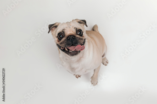 Photography cute small pug with tongue exposed panting and being happy