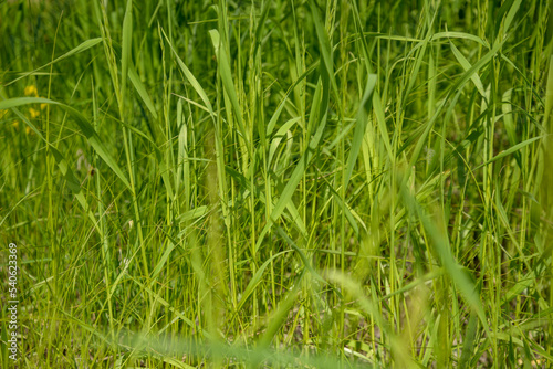 Juicy green sedge for the background Fototapet
