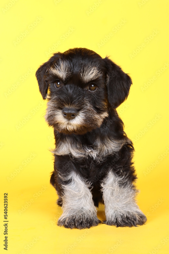 Miniature schnauzer puppy on yellow background 

