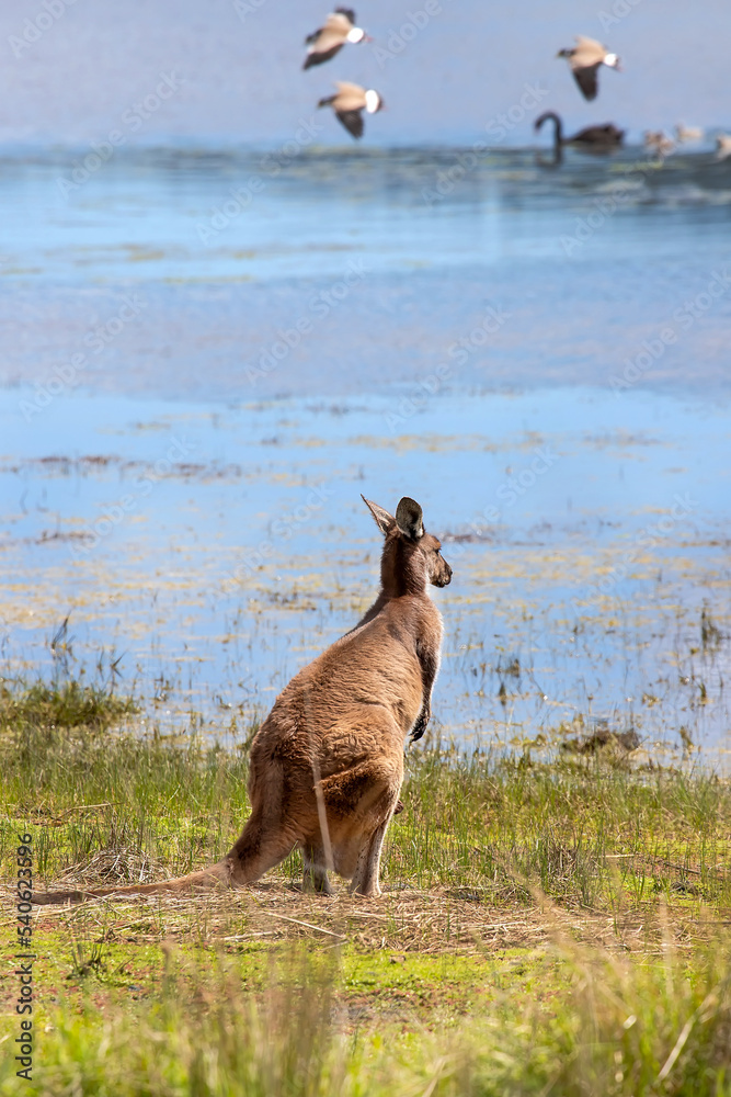 Kangaroo stands on the shore of the lake, birds on the background on the water. Australian natural wildlife. Vertical picture Kangaroo stands on the shore of the lake, birds on the background on the water. Australian natural wildlife. Vertical picture