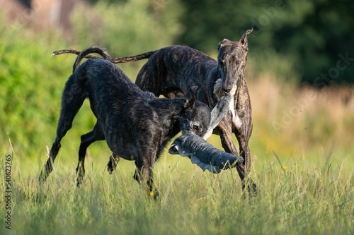 Fototapete Spanish galgo dogs fighting each other