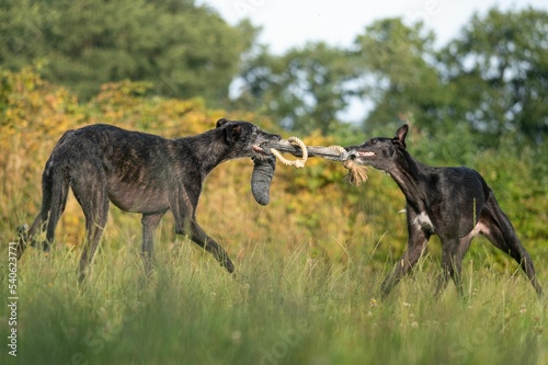 Fotobehang Closeup of Spanish galgo dogs fighting for a piece of cloth