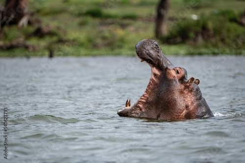 Hippopotamus yawning in Lake Naivasha, Kenya