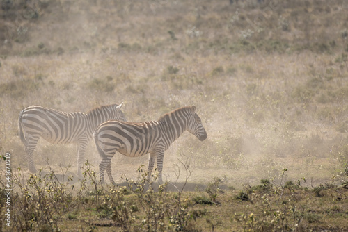 Zebras in the dust in Hell s Gate National Park  Kenya