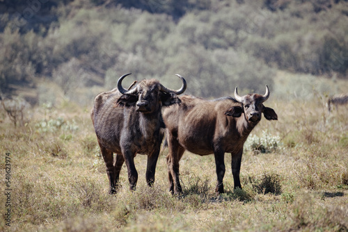 Fototapeta Naklejka Na Ścianę i Meble -  Water buffalos in Hell's Gate National Park, Kenya