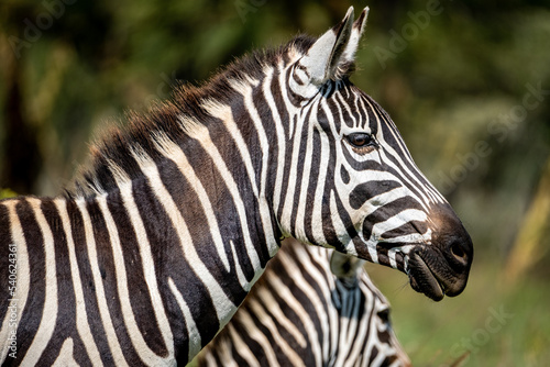 Zebra in Lake Nakuru National Park  Kenya