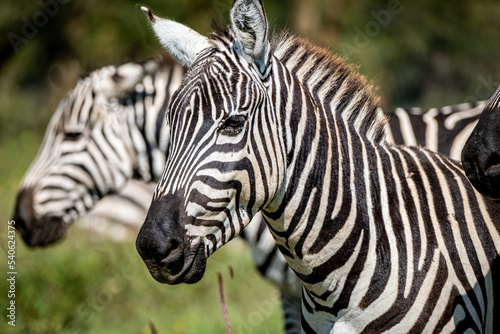 Zebras in Lake Nakuru National Park  Kenya
