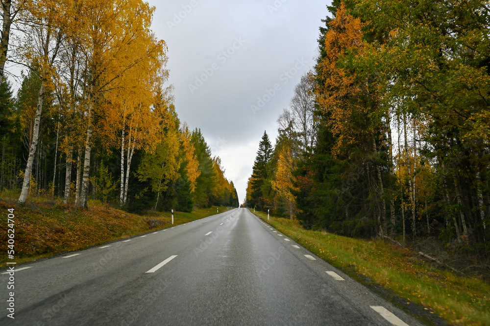 Foto from car driving through autumn forest in Sweden
