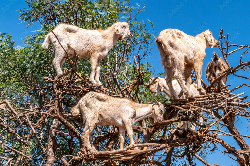 Goats climbing an argan tree near Essaouira - Morocco Goats climbing an argan tree near Essaouira - Morocco
