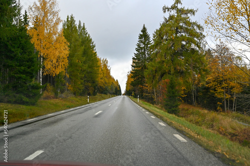 Foto from car driving through autumn forest in Sweden